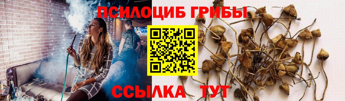 Домодедово  Псилоцибиновые грибы Psilocybe  Вход с VPN 